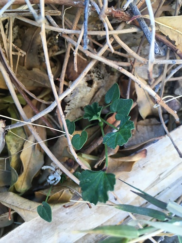 Malva parviflora (cheeseweed mallow)