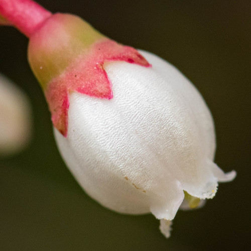 Vaccinium myrsinites (Shiny blueberry) (alternate view 5)