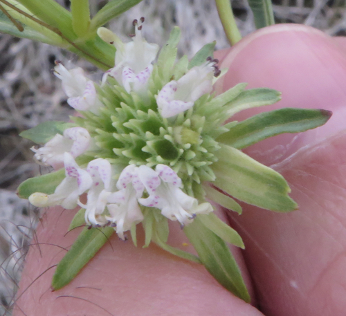Hyptis alata (Musky mint)