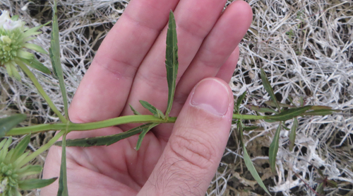 Hyptis alata (Musky mint) (alternate view 2)