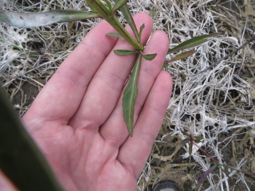 Hyptis alata (Musky mint) (alternate view 4)