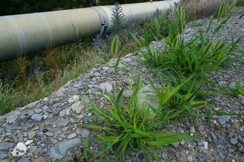 Setaria viridis (Green Bristle Grass)