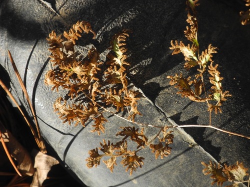 Lygodium japonicum (Japanese climbing fern)