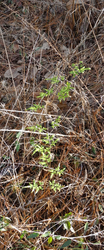 Lygodium japonicum (Japanese climbing fern)