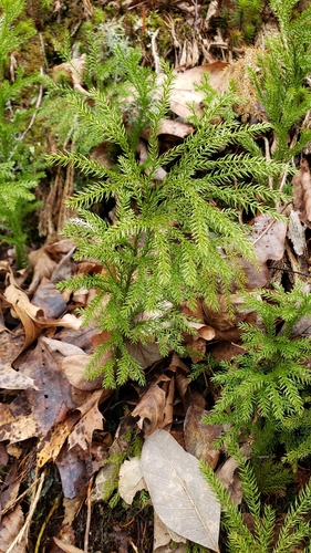 Dendrolycopodium (tree-clubmosses)