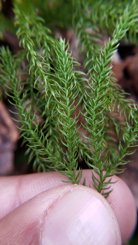 Dendrolycopodium (tree-clubmosses) (alternate view 2)