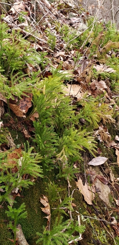 Dendrolycopodium (tree-clubmosses) (alternate view 3)