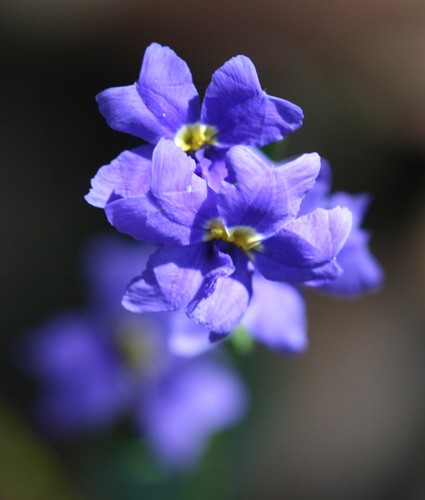 Dampiera (alternate view 7)