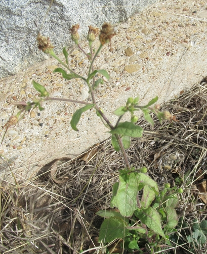 Heterotheca subaxillaris (Camphorweed)