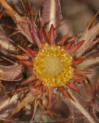 Carlina (Carline Thistles) (alternate view 5)