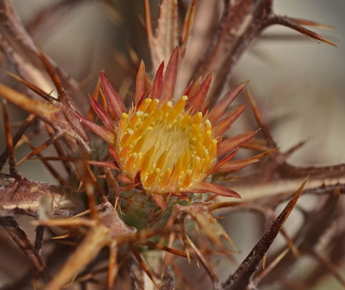 Carlina (Carline Thistles) (alternate view 6)