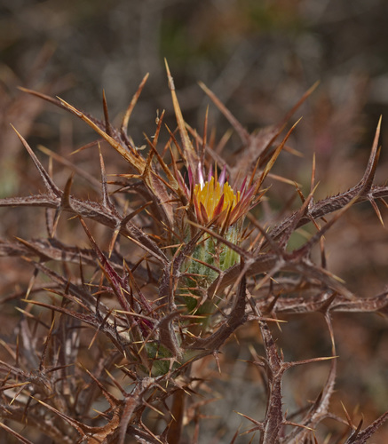 Carlina (Carline Thistles) (alternate view 7)