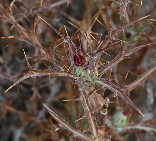Carlina (Carline Thistles) (alternate view 8)