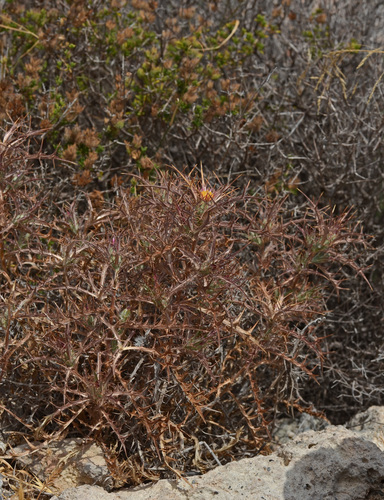 Carlina (Carline Thistles) (alternate view 9)