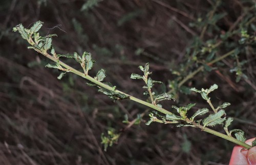 Ceanothus thyrsiflorus (Blue Blossom) (alternate view 4)