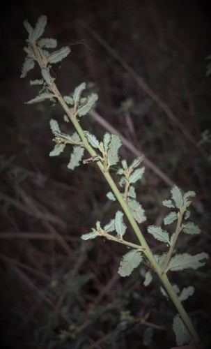 Ceanothus thyrsiflorus (Blue Blossom) (alternate view 5)