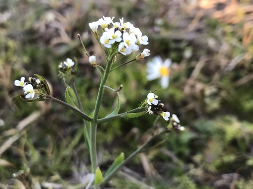 Arabidopsis thaliana (mouse-ear cress)