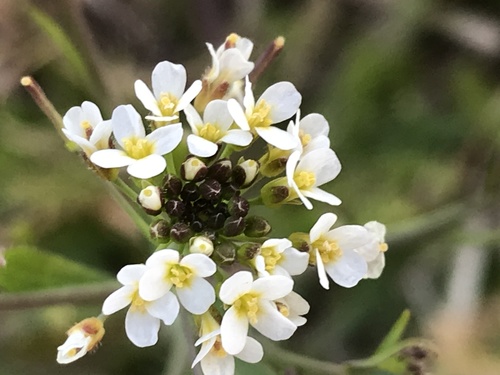 Arabidopsis thaliana (mouse-ear cress)