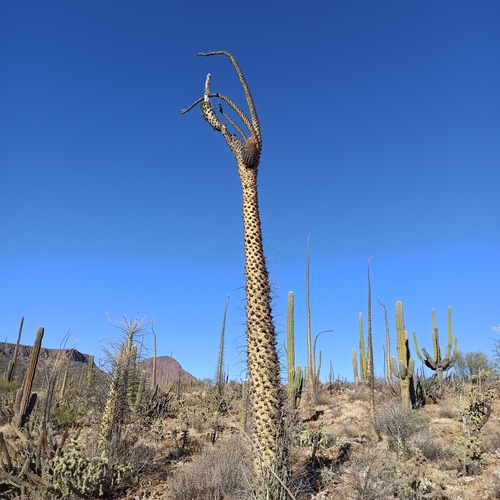 Ferocactus (barrel cactuses) (alternate view 3)