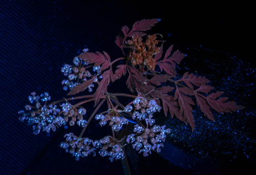 Conium (alternate view 3)