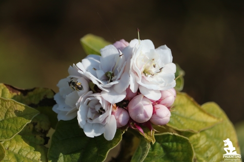 Clerodendrum (Glorybowers) (alternate view 5)