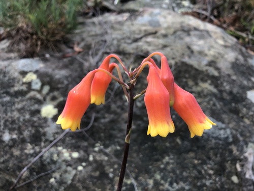 Blandfordia nobilis (Christmas Bells) (alternate view 3)
