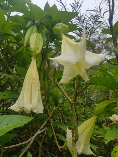 Brugmansia suaveolens (Angel's Trumpet)