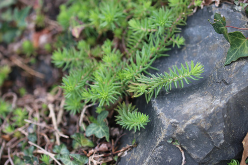 Petrosedum rupestre (Reflexed Stonecrop)