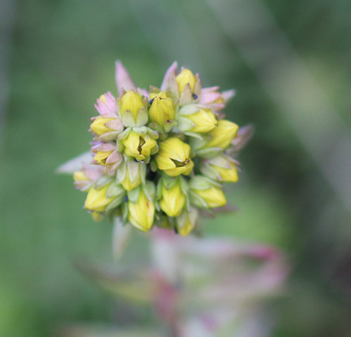 Petrosedum rupestre (Reflexed Stonecrop)
