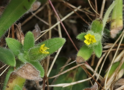 Madia gracilis (grassy tarweed) (alternate view 4)