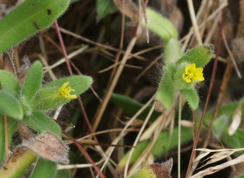 Madia gracilis (grassy tarweed) (alternate view 5)