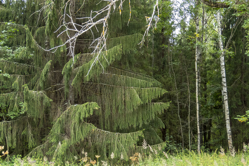 Picea abies (Norway Spruce) (alternate view 3)
