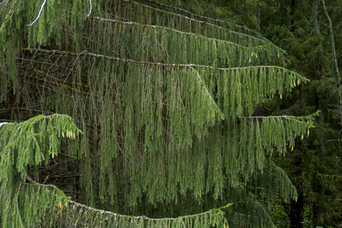 Picea abies (Norway Spruce) (alternate view 2)