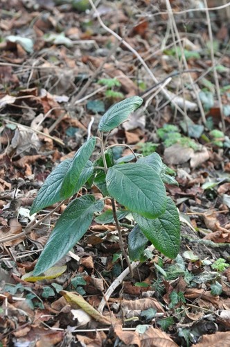 Viburnum × rhytidophylloides (lantanaphyllum viburnum)