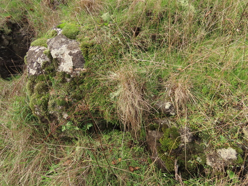 Festuca roemeri (Roemer's Fescue) (alternate view 2)