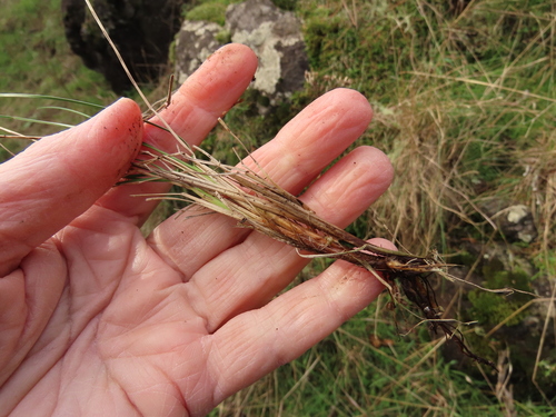 Festuca roemeri (Roemer's Fescue) (alternate view 4)