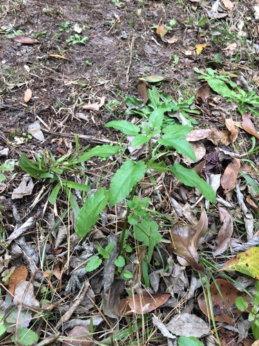 Stachys floridana (Florida Hedgenettle) (alternate view 3)