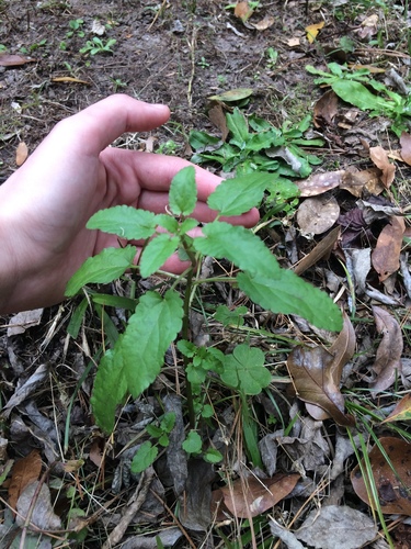 Stachys floridana (Florida Hedgenettle) (alternate view 2)