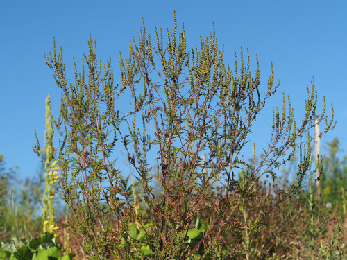 Ambrosia artemisiifolia (common ragweed)