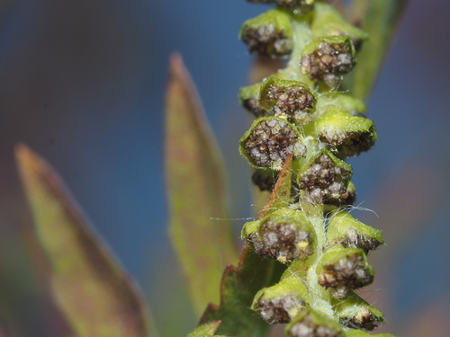 Ambrosia artemisiifolia (common ragweed)