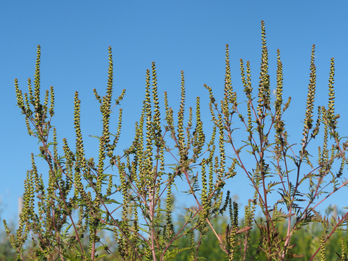 Ambrosia artemisiifolia (common ragweed)