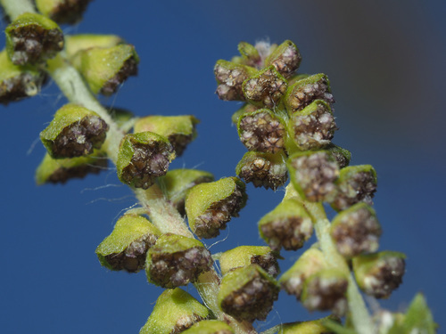 Ambrosia artemisiifolia (common ragweed)
