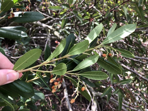 Arbutus unedo (strawberry tree) (alternate view 7)