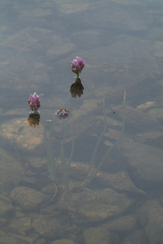 Allium schoenoprasum (Chives) (alternate view 2)