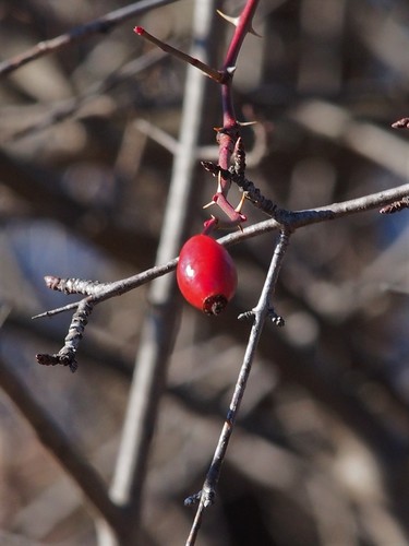 Rosa canina (dog rose) (alternate view 2)