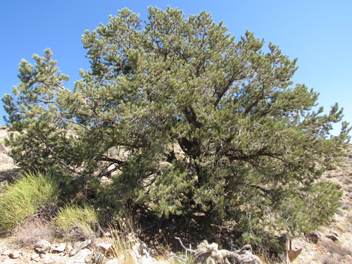 Pinus × kohae (Arizona Singleleaf Pinyon) (alternate view 4)