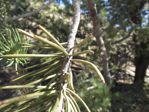 Pinus × kohae (Arizona Singleleaf Pinyon) (alternate view 5)