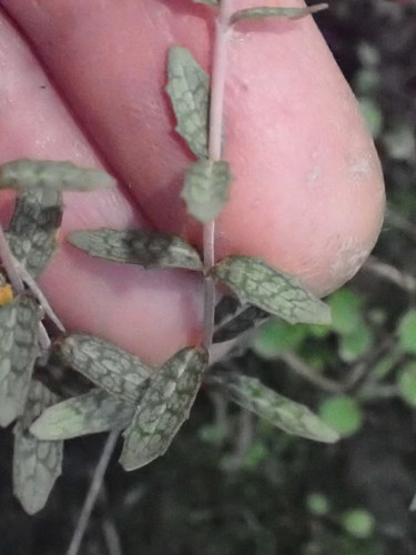 Epilobium (willowherbs) (alternate view 7)