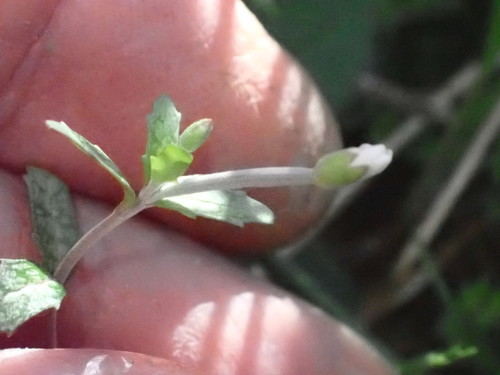 Epilobium (willowherbs) (alternate view 8)