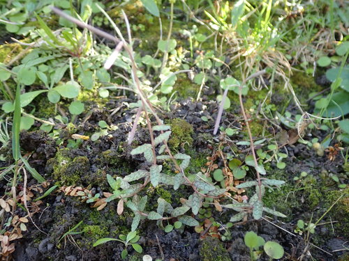 Epilobium (willowherbs) (alternate view 9)